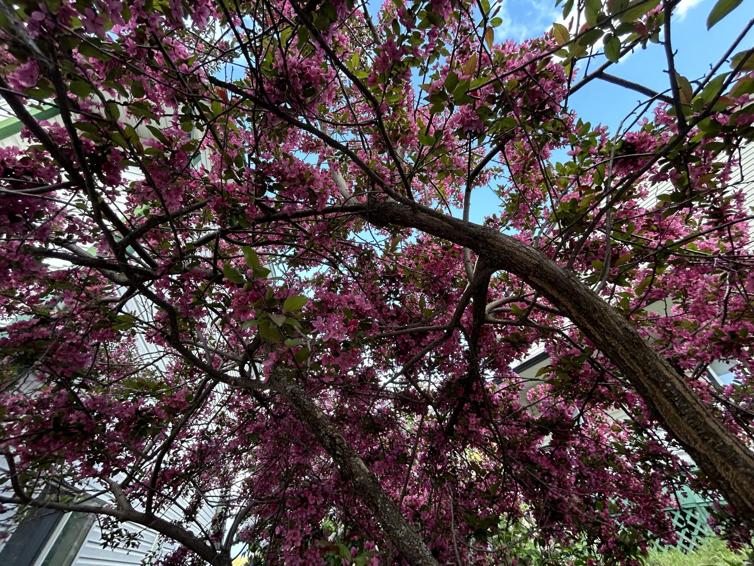 A close-up upward view through the branches of a blooming tree covered in vibrant pink flowers and green leaves, with glimpses of a blue sky and white building in the background