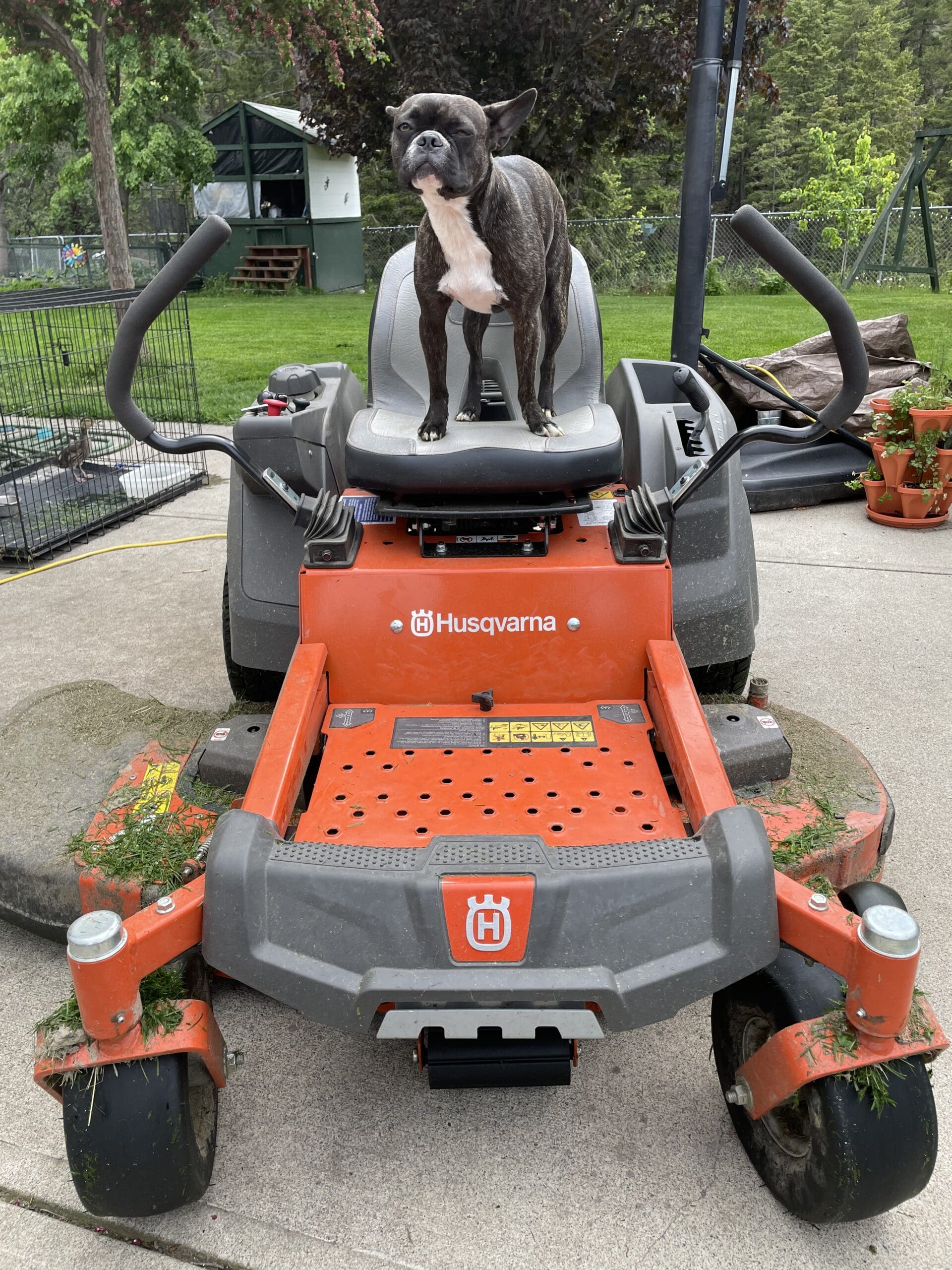 A small brindle and white dog stands confidently on the seat of a bright orange Husqvarna zero-turn lawn mower, surrounded by grass clippings and garden pots on a concrete pad in a fenced backyard.