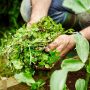 Gardener holding handful of weeds.