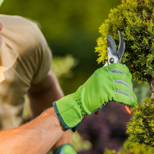 Landscaper Pruning Shrubs