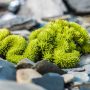 Rock Stonecrop in a Backyard Garden